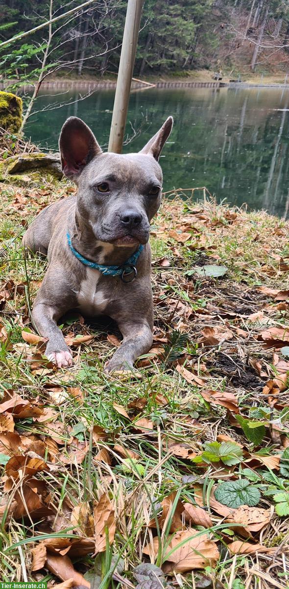 Bild 2: Super tolle Alternative Französische Bulldogge Hündin