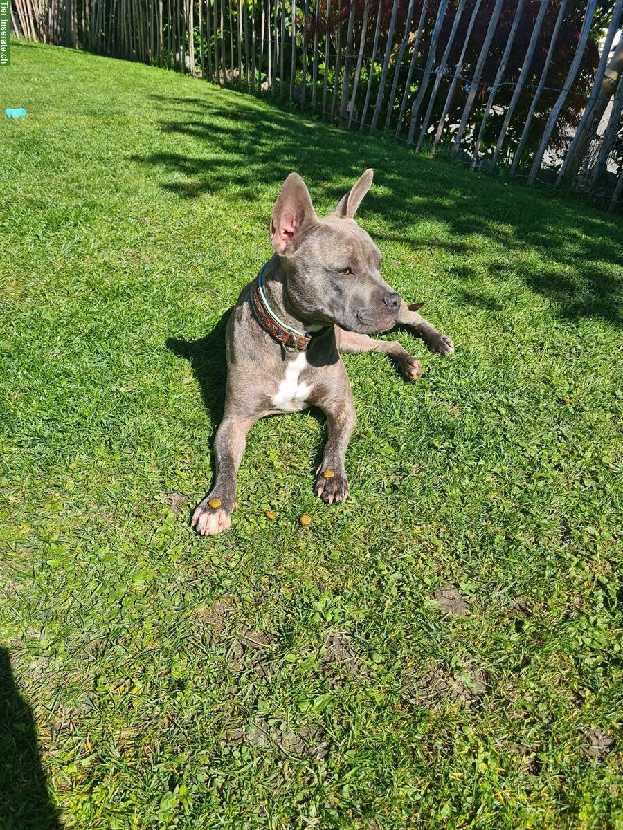Bild 3: Super tolle Alternative Französische Bulldogge Hündin