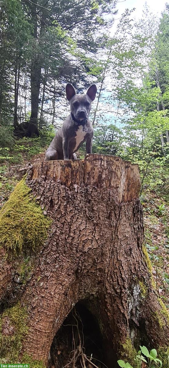 Bild 4: Super tolle Alternative Französische Bulldogge Hündin