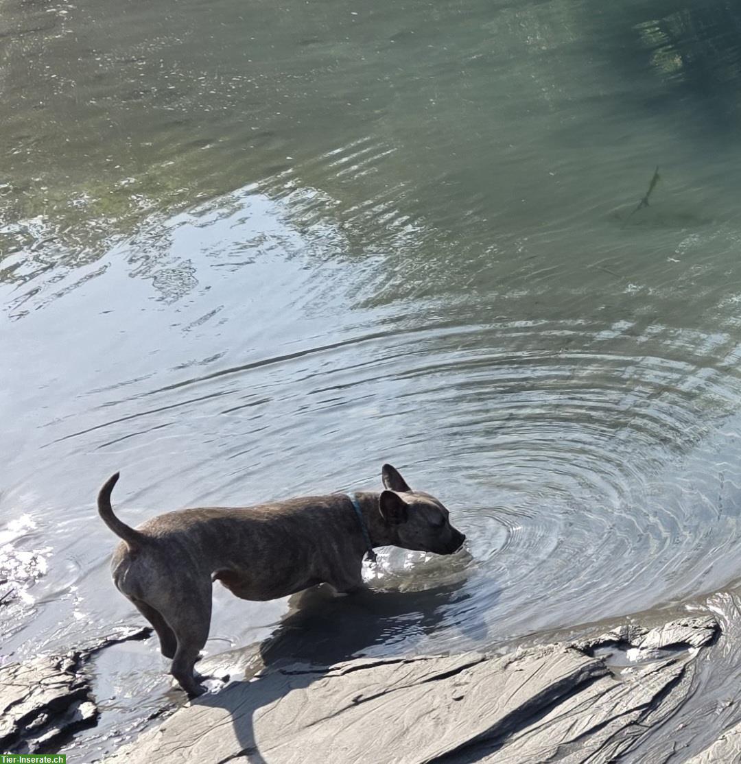Bild 5: Super tolle Alternative Französische Bulldogge Hündin