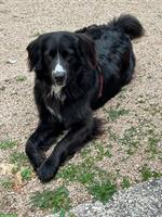Berner Sennenhund x Golden Retriever Hündin abzugeben