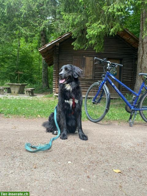Bild 2: Berner Sennenhund x Golden Retriever Hündin abzugeben