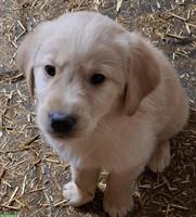 Labrador x Golden Retriever Welpen