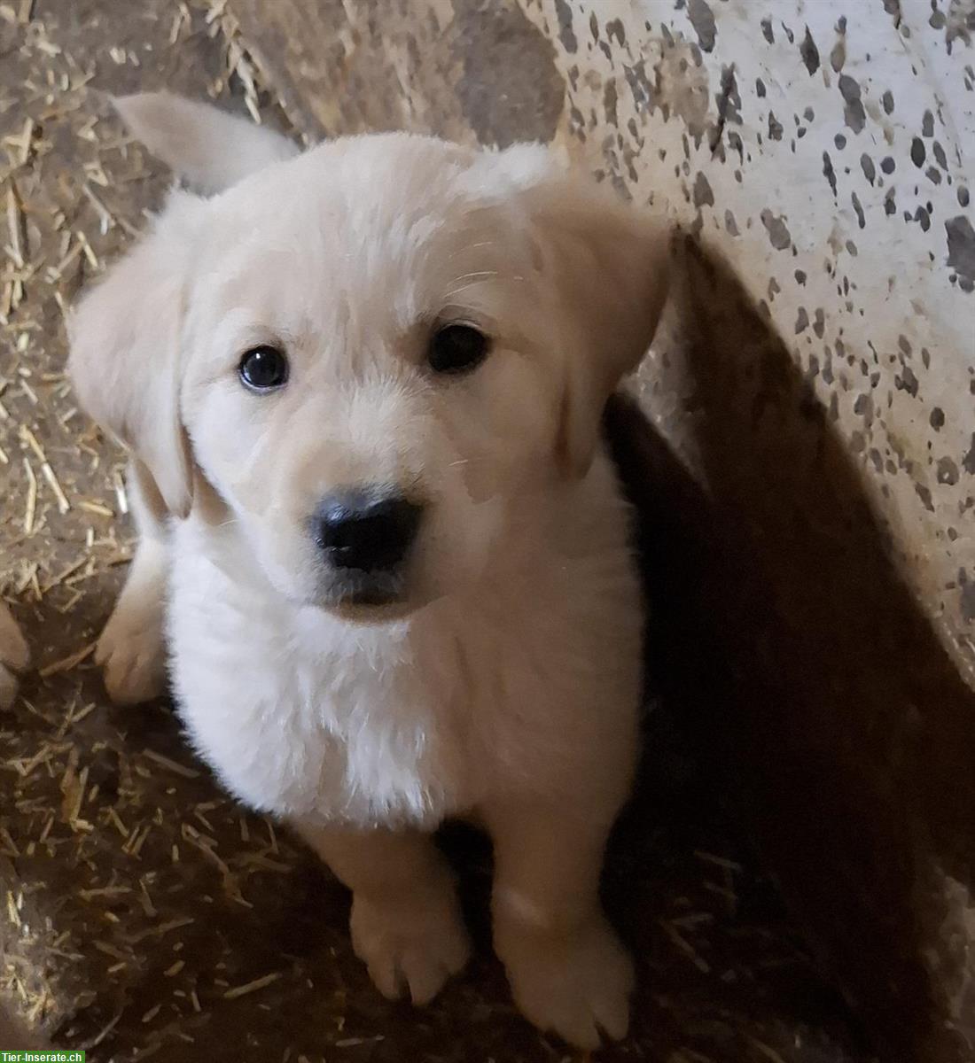 Bild 2: Labrador x Golden Retriever Welpen