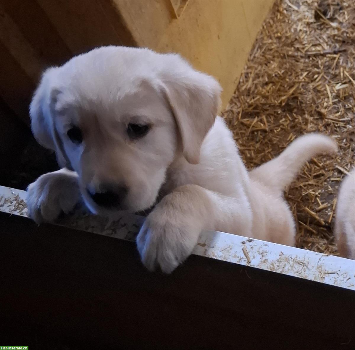 Bild 3: Labrador x Golden Retriever Welpen