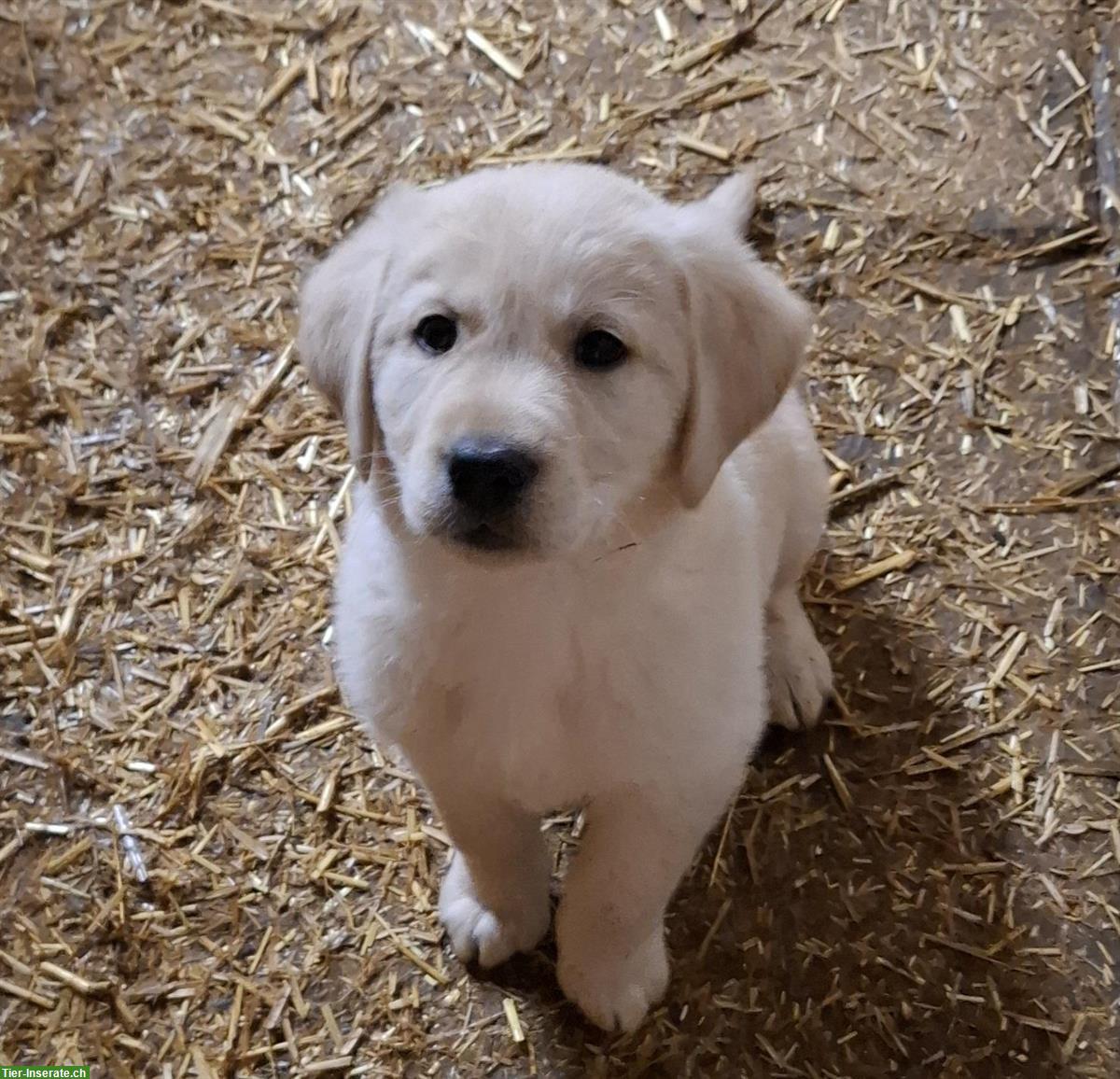 Bild 4: Labrador x Golden Retriever Welpen