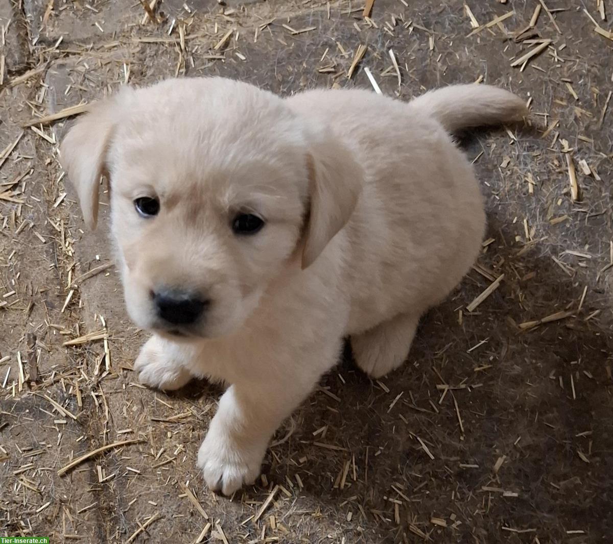 Bild 5: Labrador x Golden Retriever Welpen