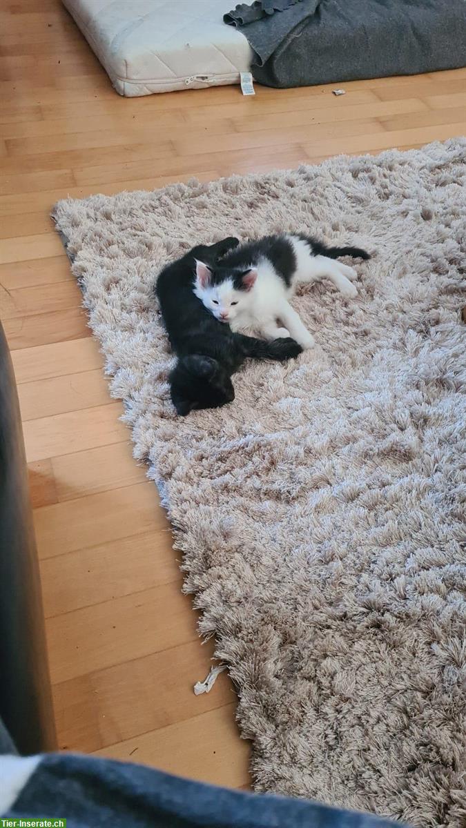 Bild 5: Büsi MOGLI (m), sehr zutraulich, geimpft + entwurmt, stubenrein