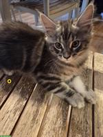 Maine Coon Kitten suchen liebes Zuhause