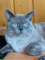Britisch Kurzhaar Kater, 11 Monate, nicht kastriert