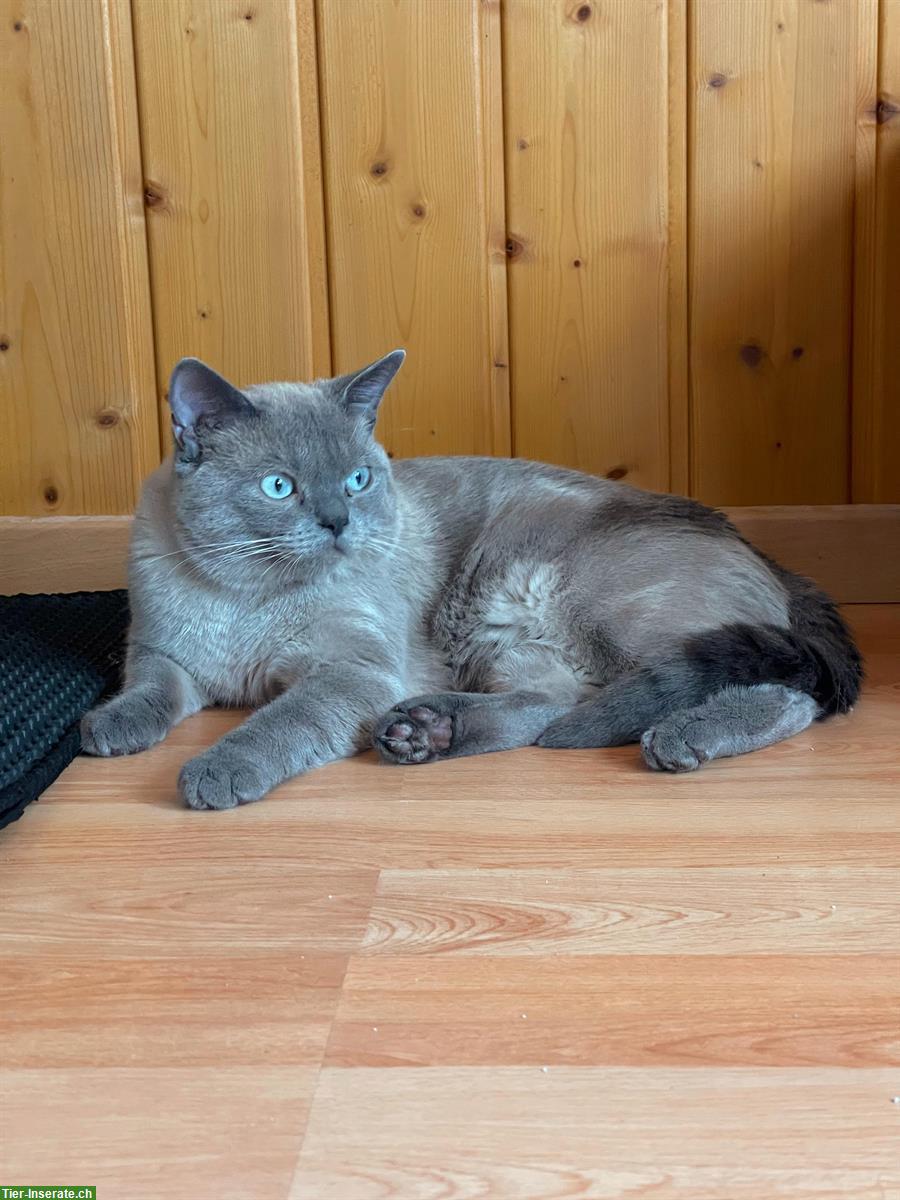 Bild 2: Britisch Kurzhaar Kater, 11 Monate, nicht kastriert
