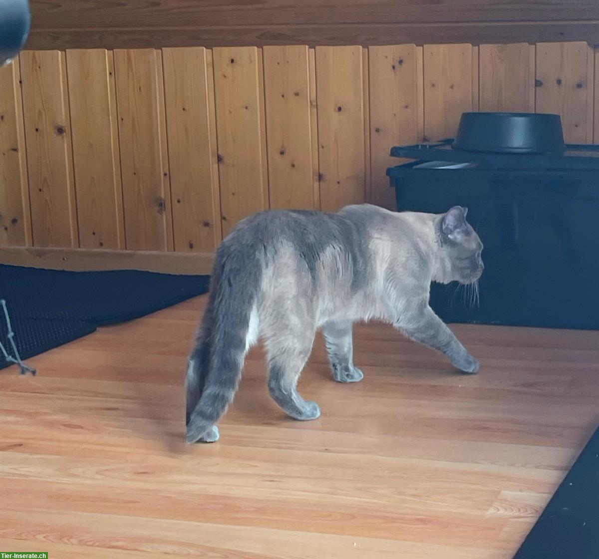 Bild 3: Britisch Kurzhaar Kater, 11 Monate, nicht kastriert