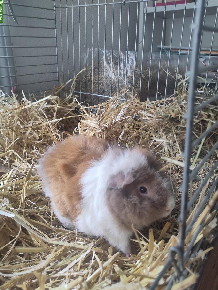 GRATIS: CH-Teddy Meerschweinchen mit Käfig und Zubehör