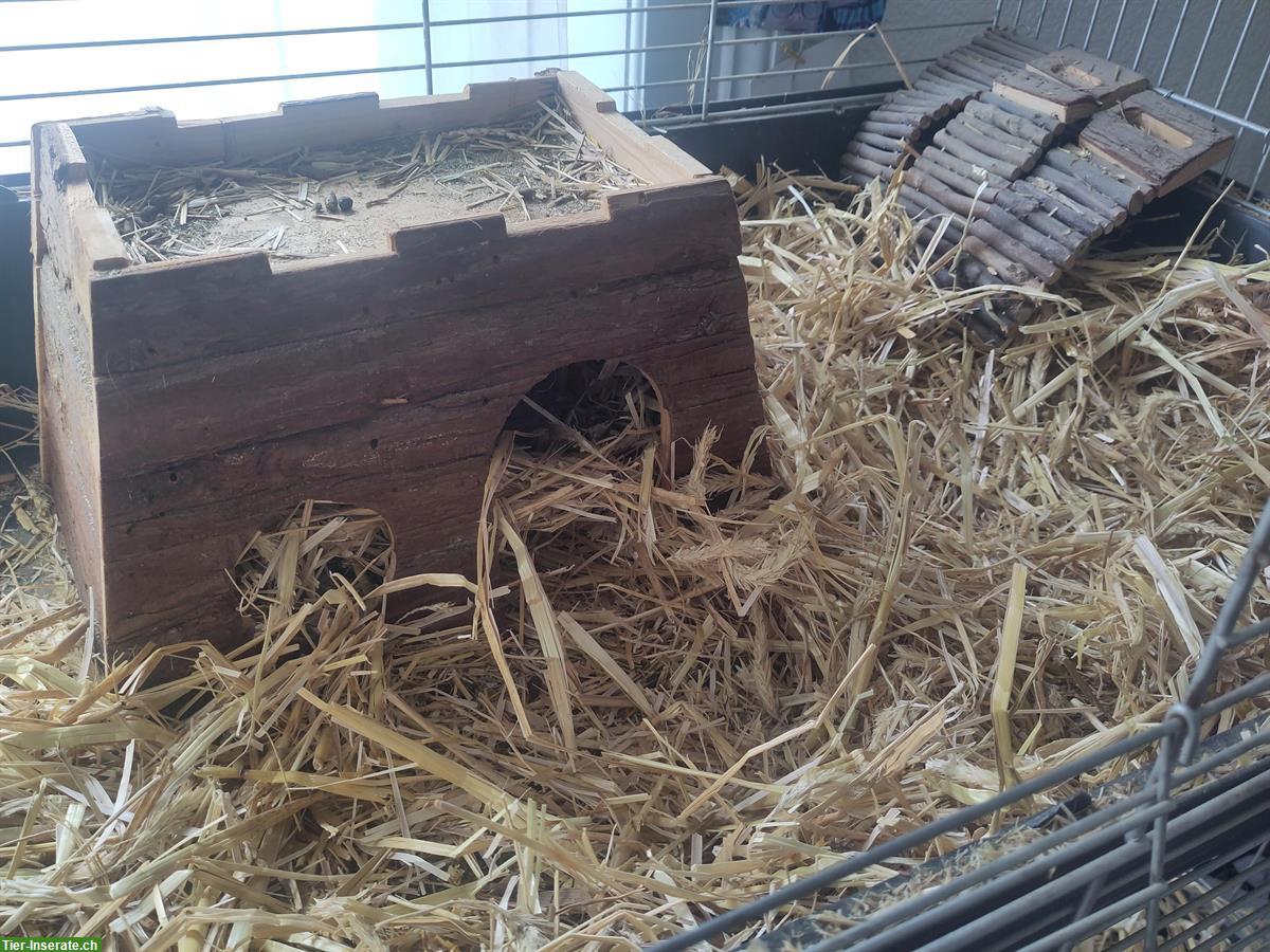 Bild 2: GRATIS: CH-Teddy Meerschweinchen mit Käfig und Zubehör