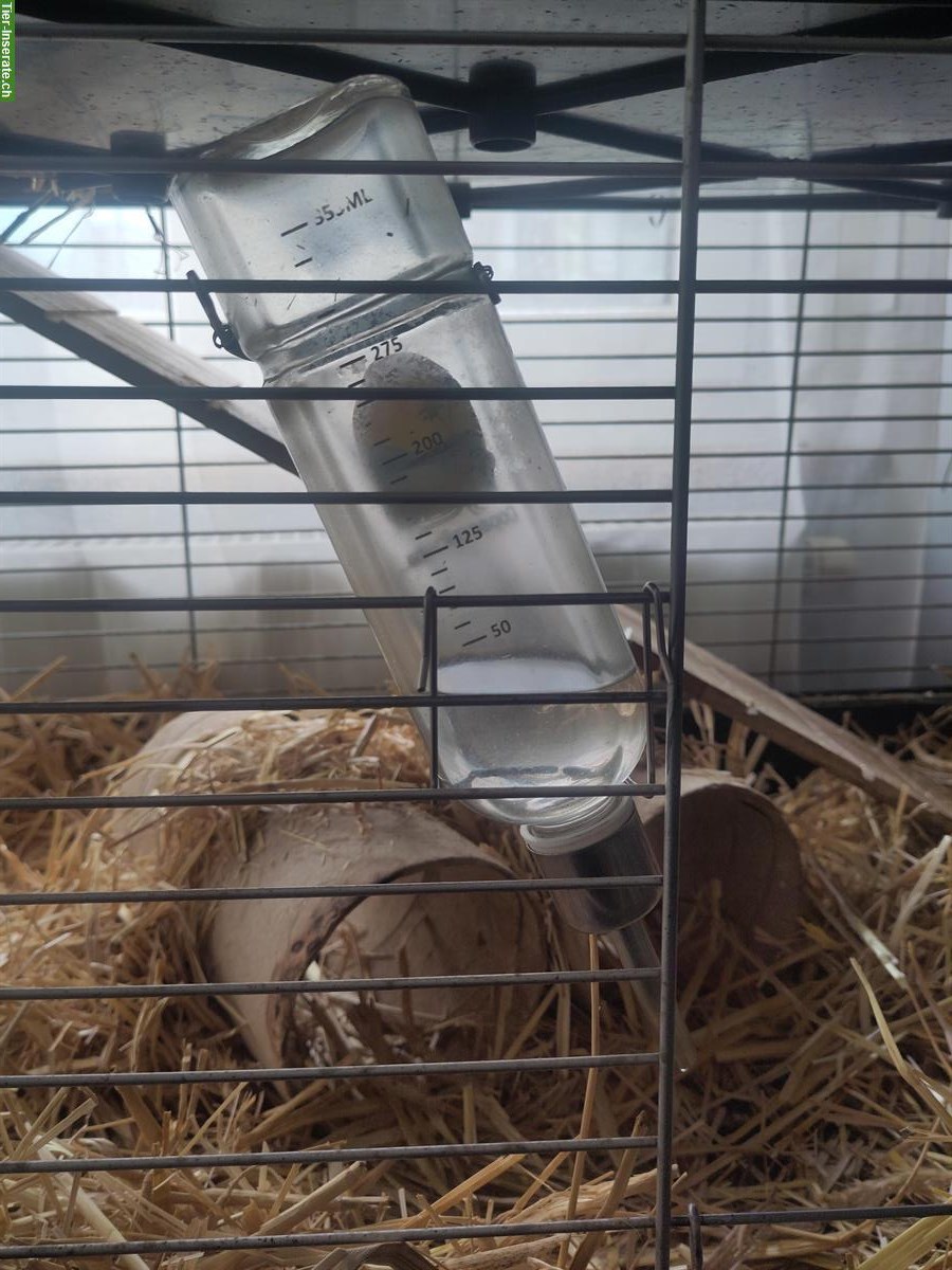 Bild 4: GRATIS: CH-Teddy Meerschweinchen mit Käfig und Zubehör
