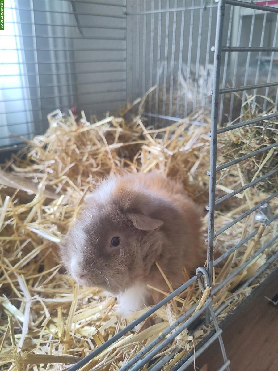 Bild 5: GRATIS: CH-Teddy Meerschweinchen mit Käfig und Zubehör