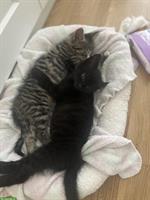 2 Kitten samt Zubehör, nur gemeinsam abzugeben