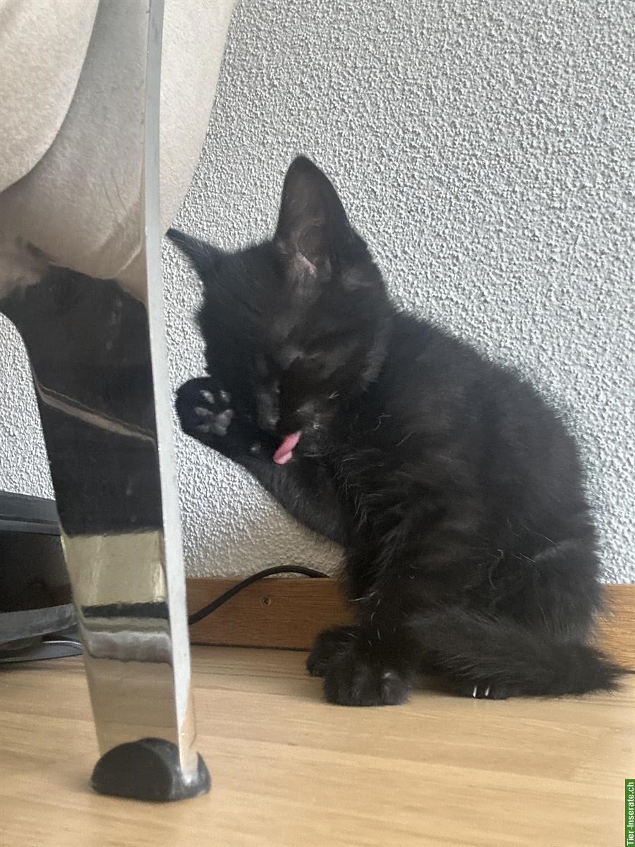 Bild 10: 2 Kitten samt Zubehör, nur gemeinsam abzugeben