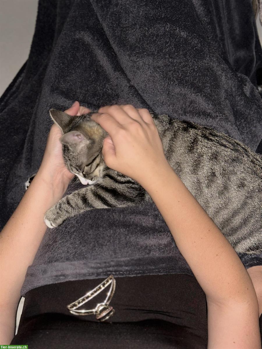 Bild 2: 2 Kitten samt Zubehör, nur gemeinsam abzugeben