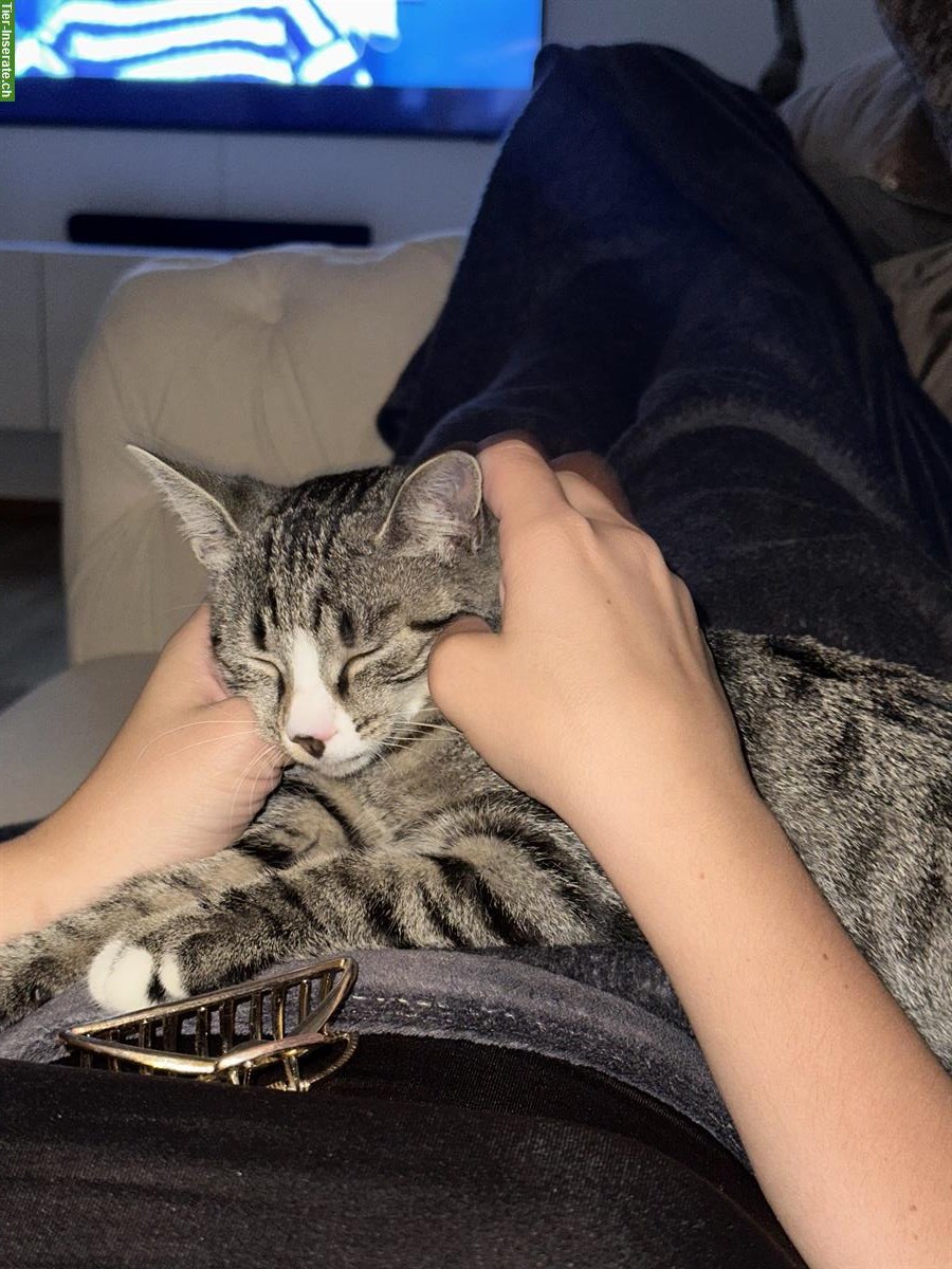 Bild 3: 2 Kitten samt Zubehör, nur gemeinsam abzugeben
