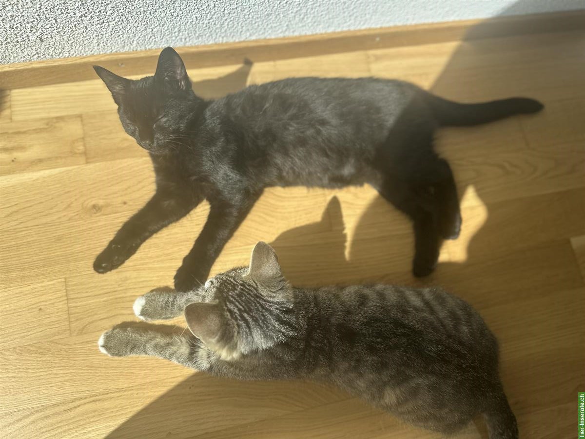 Bild 4: 2 Kitten samt Zubehör, nur gemeinsam abzugeben
