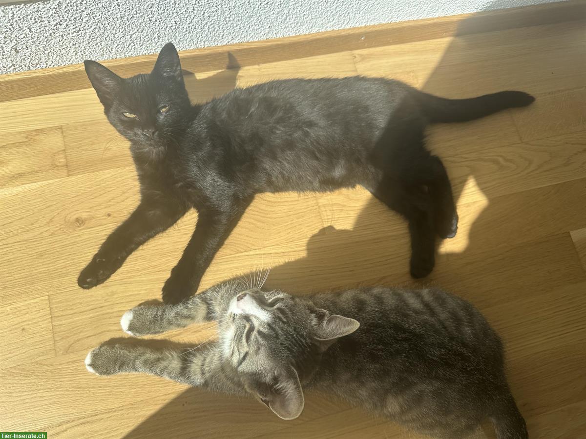 Bild 5: 2 Kitten samt Zubehör, nur gemeinsam abzugeben