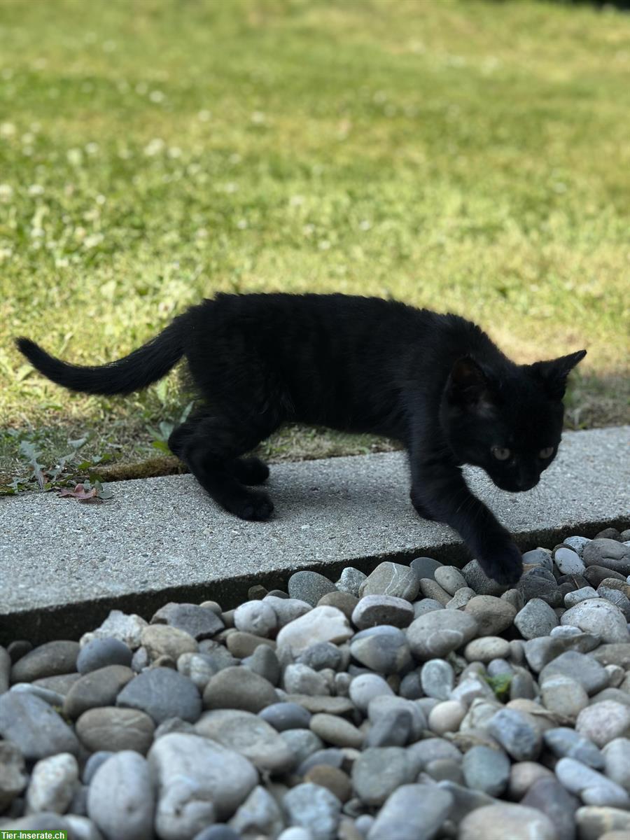 Bild 6: 2 Kitten samt Zubehör, nur gemeinsam abzugeben