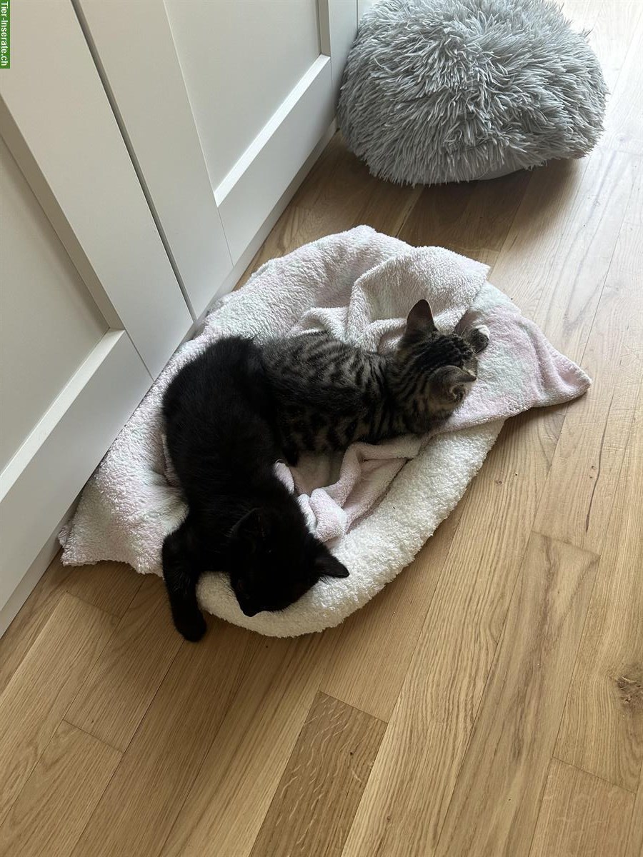 Bild 7: 2 Kitten samt Zubehör, nur gemeinsam abzugeben
