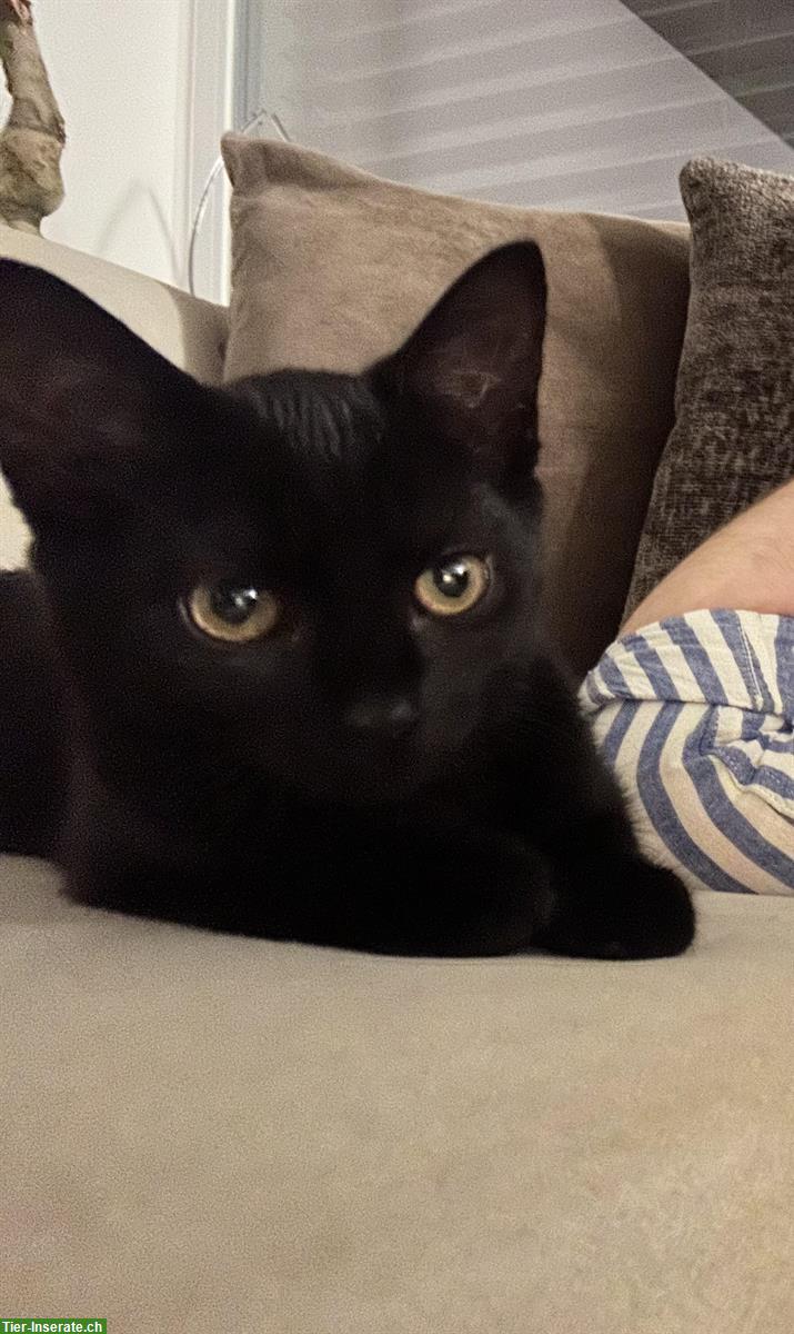 Bild 9: 2 Kitten samt Zubehör, nur gemeinsam abzugeben
