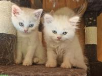 Perser-Mix Kitten, anhänglich und menschenbezogen