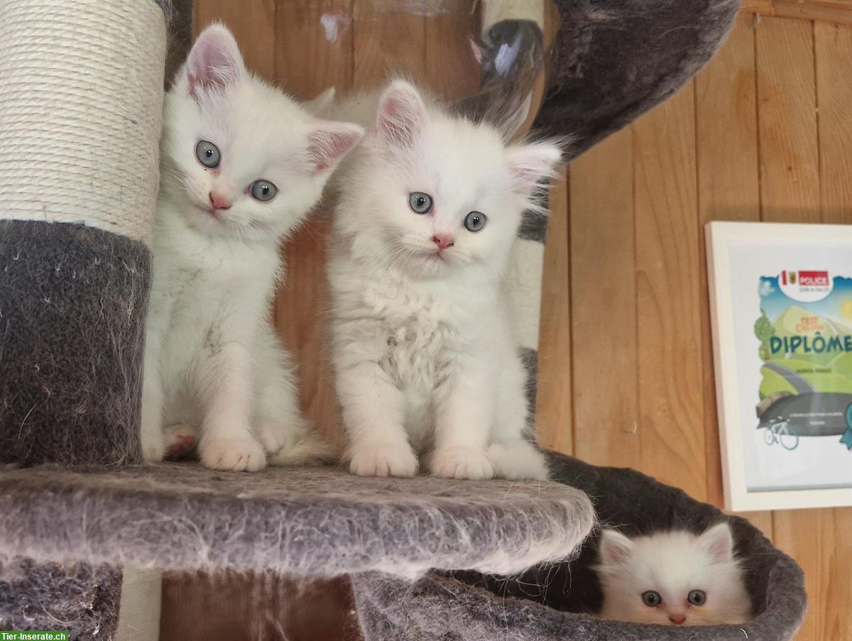 Bild 2: Perser-Mix Kitten, anhänglich und menschenbezogen