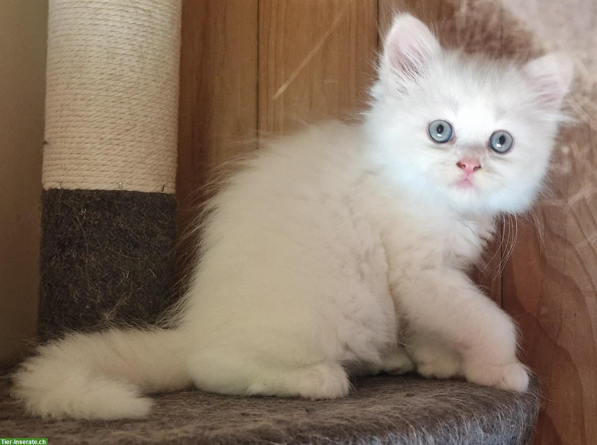 Bild 3: Perser-Mix Kitten, anhänglich und menschenbezogen