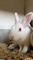 GRATIS: Siam Zwergkaninchen