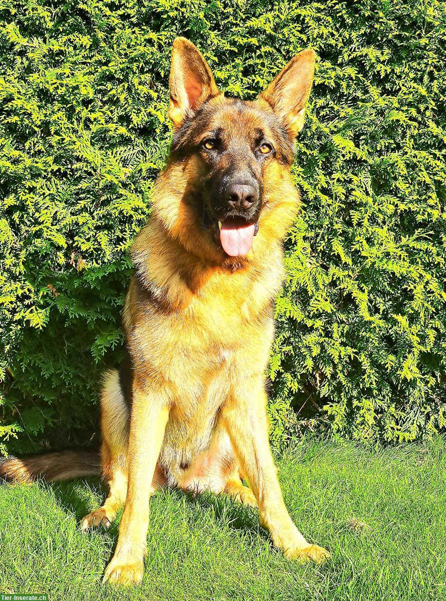 Deutscher Schäferhund Rüde an hundeerfahrene Hände