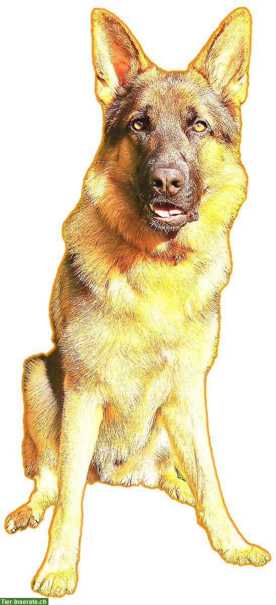 Bild 2: Deutscher Schäferhund Rüde an hundeerfahrene Hände