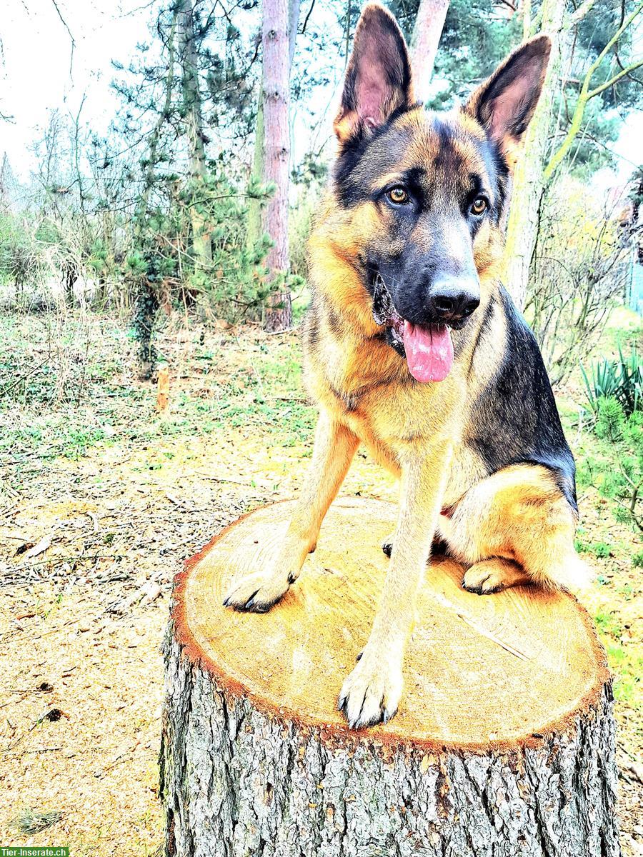 Bild 3: Deutscher Schäferhund Rüde an hundeerfahrene Hände