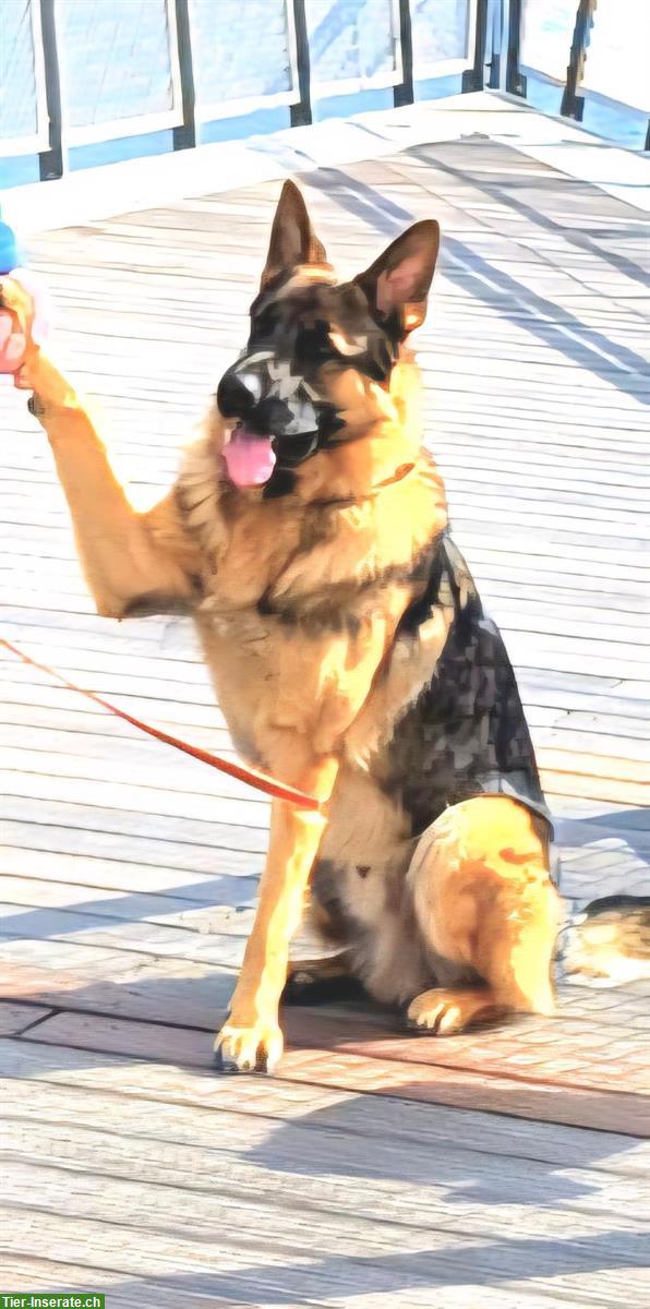 Bild 5: Deutscher Schäferhund Rüde an hundeerfahrene Hände