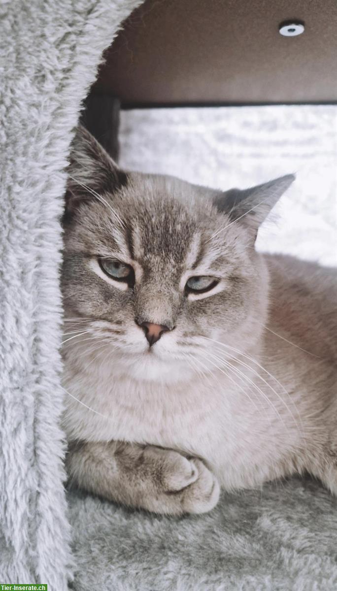 Britisch Kurzhaar Kater sucht ein Zuhause