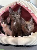 Süsse Maine Coon Katzenbabys mit Stammbaum