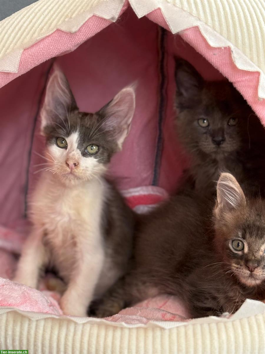 Bild 2: Süsse Maine Coon Katzenbabys mit Stammbaum