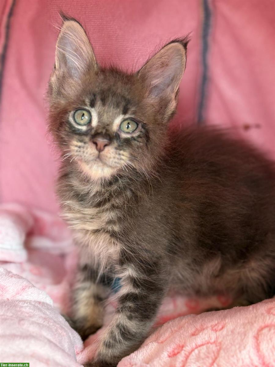 Bild 3: Süsse Maine Coon Katzenbabys mit Stammbaum