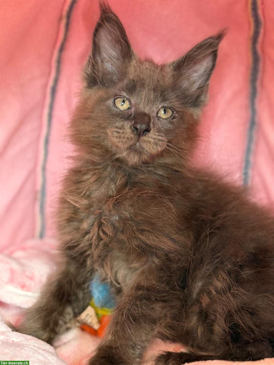 Bild 4: Süsse Maine Coon Katzenbabys mit Stammbaum