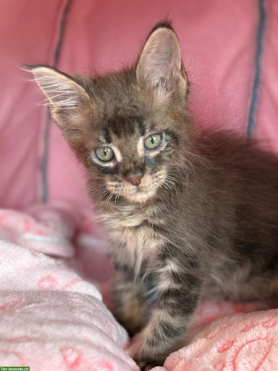 Bild 5: Süsse Maine Coon Katzenbabys mit Stammbaum