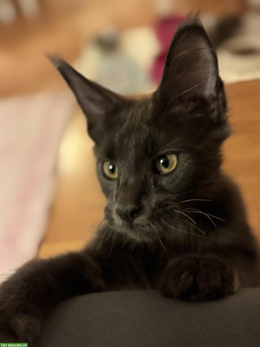 Bild 6: Süsse Maine Coon Katzenbabys mit Stammbaum