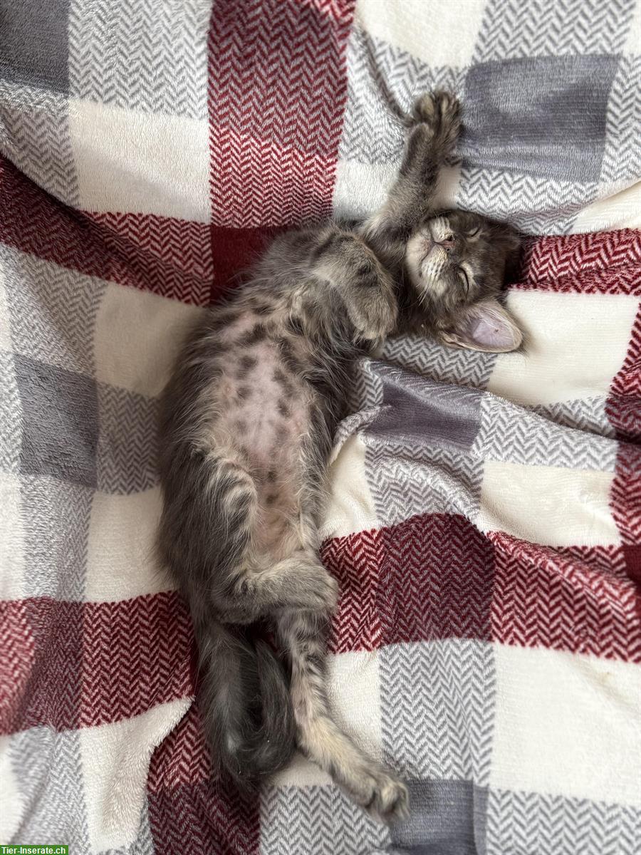 Bild 7: Süsse Maine Coon Katzenbabys mit Stammbaum