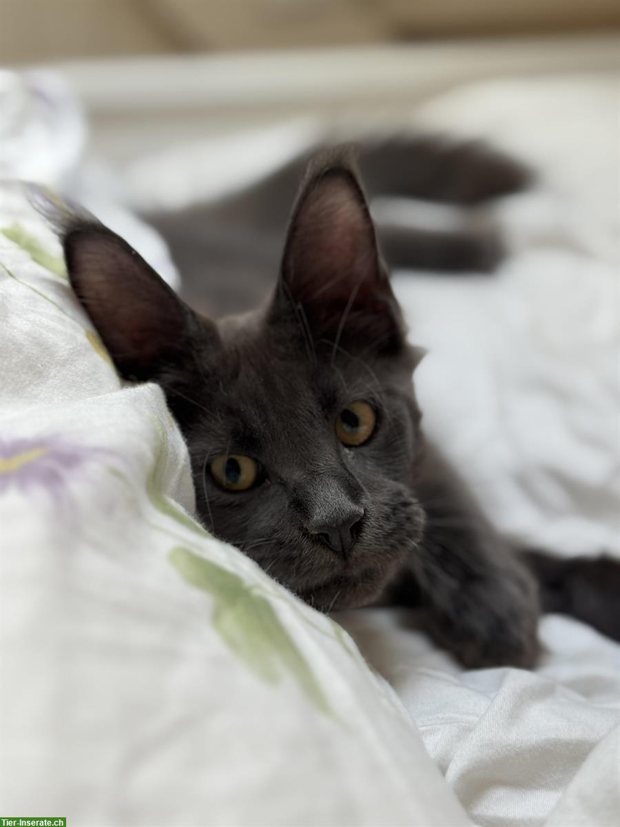 Bild 8: Süsse Maine Coon Katzenbabys mit Stammbaum