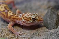 Leopardgeckos abzugeben, Adult und Jungtiere