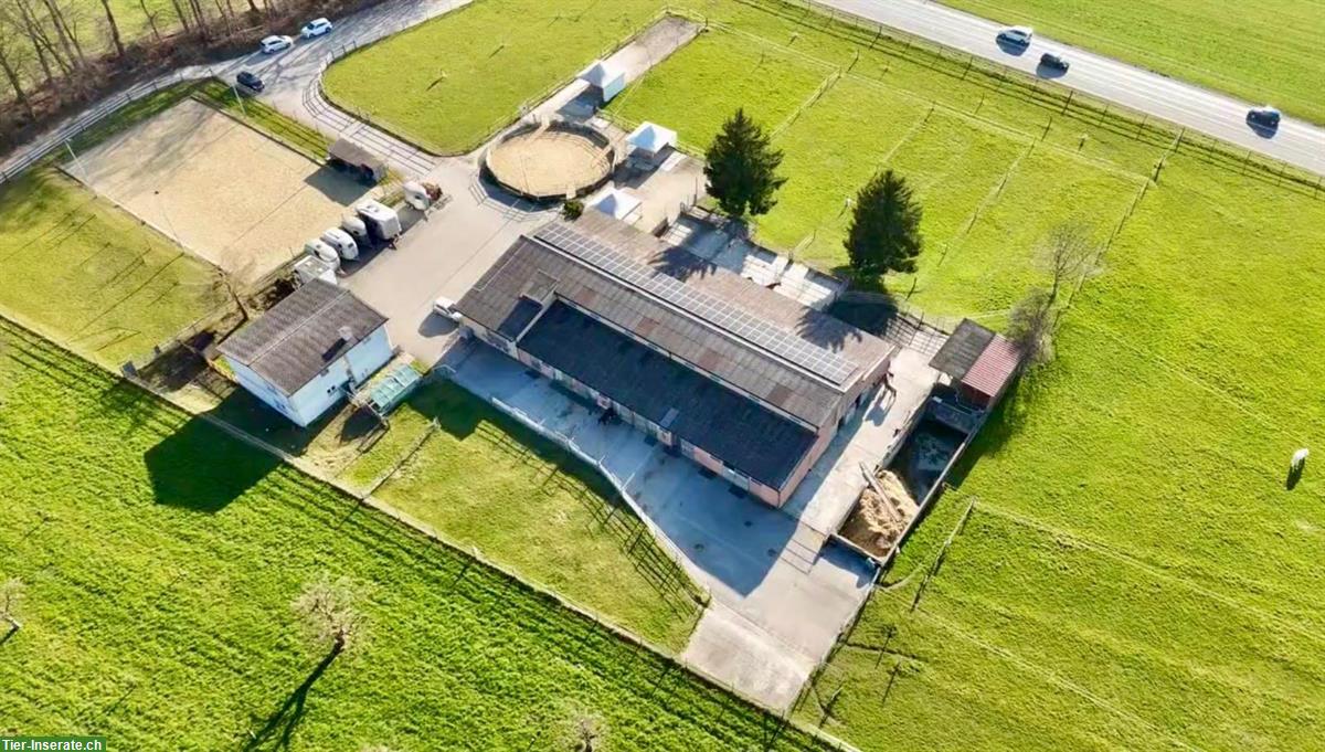 Suchen Stallhilfe in Pferdestall, Kanton Luzern