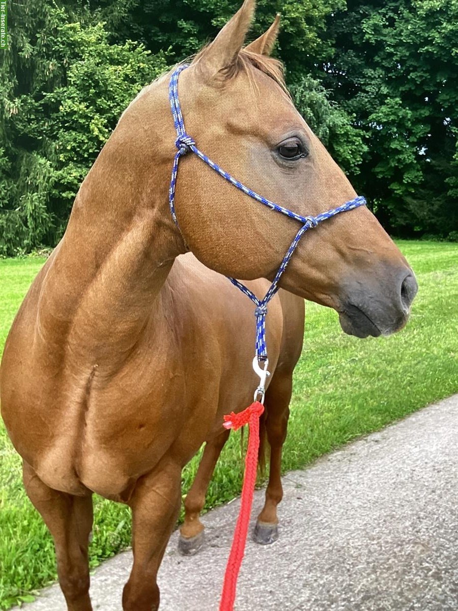 Quarter Horse Wallach, 13-jährig, sucht Ausritte in Gesellschaft