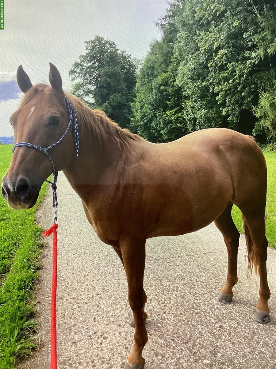 Bild 2: Quarter Horse Wallach, 13-jährig, sucht Ausritte in Gesellschaft